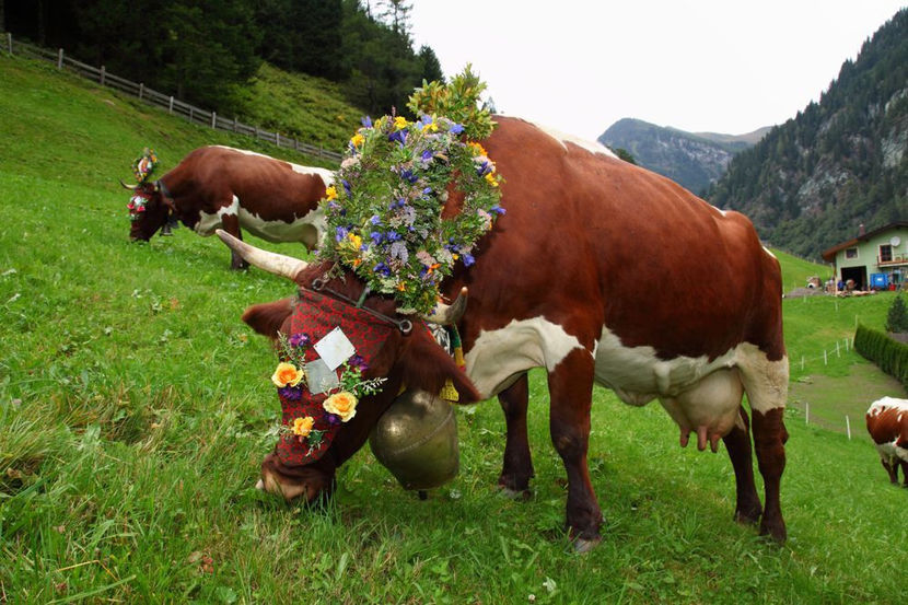 Pinzgauerul la pasune - RASE DE VACI FRUMOASE-2