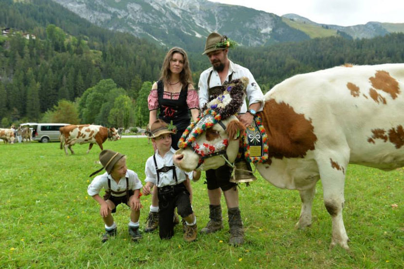 Vacuta cu copii - RASE DE VACI FRUMOASE-2