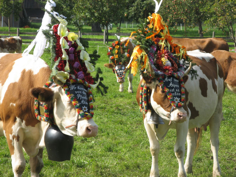 Vacutele cel mai impodobite-345 - RASE DE VACI FRUMOASE-2