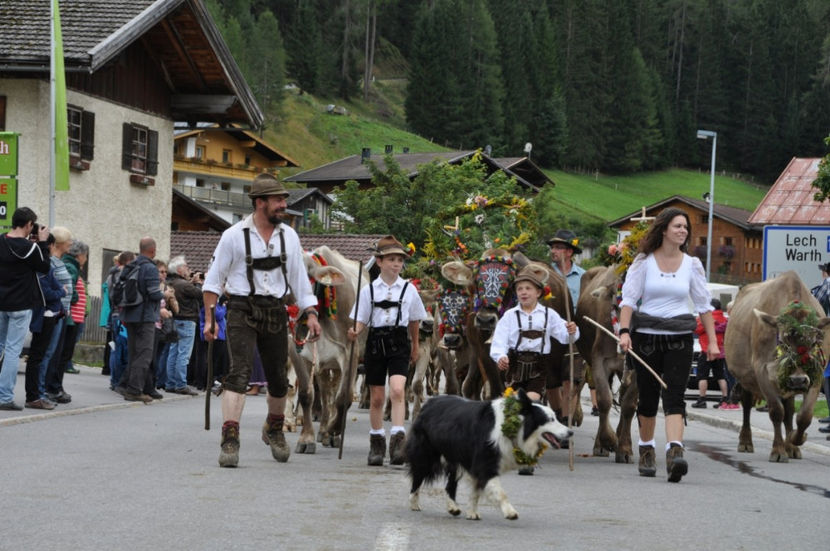 Vacutele la drum lung-4366 - RASE DE VACI FRUMOASE-2