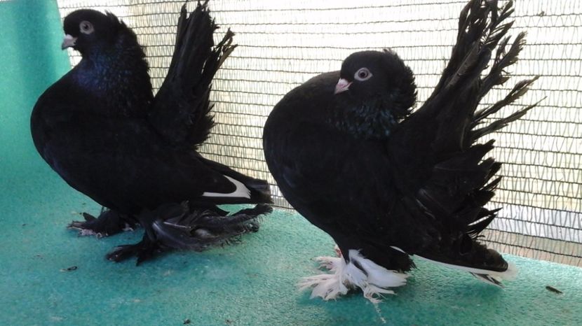  - Rostow negru cu mot