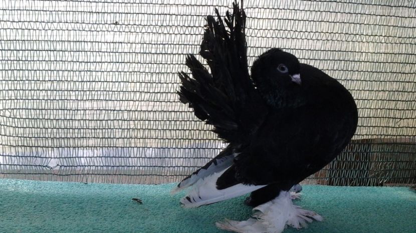 F 7437, 2016 - au fost VANDUTI