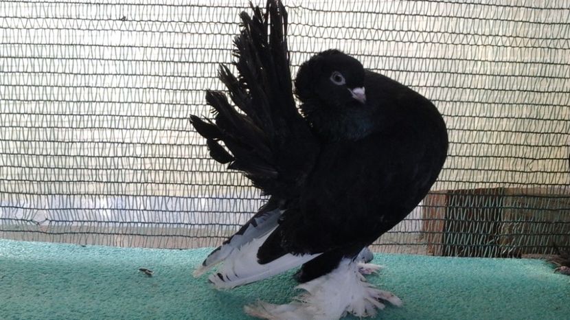 F 7437, 2016 - au fost VANDUTI