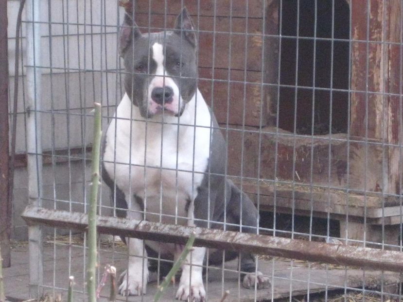  - AMERICAN STAFFORDSHIRE TERRIER