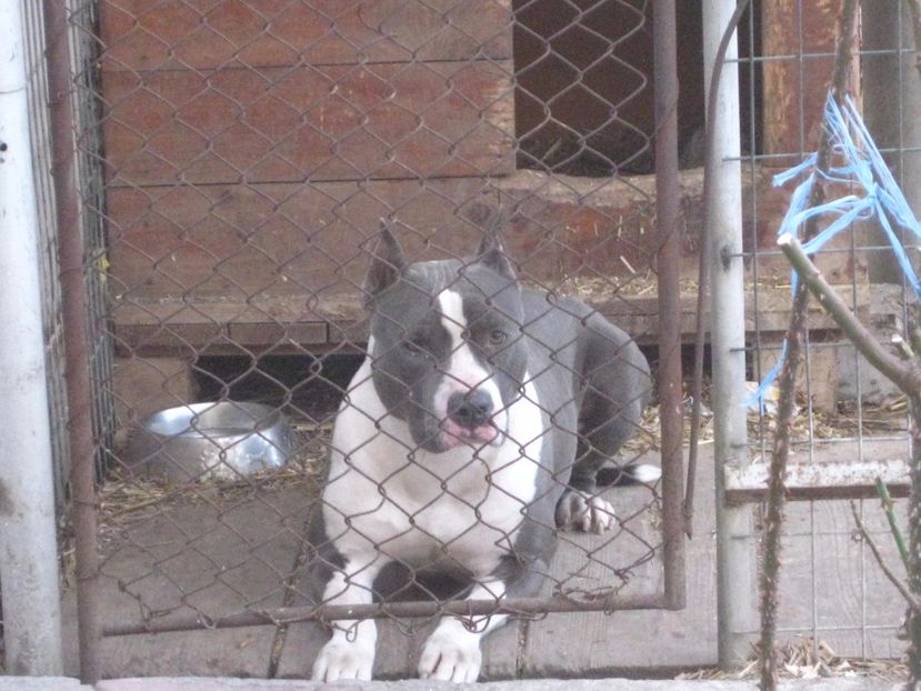  - AMERICAN STAFFORDSHIRE TERRIER