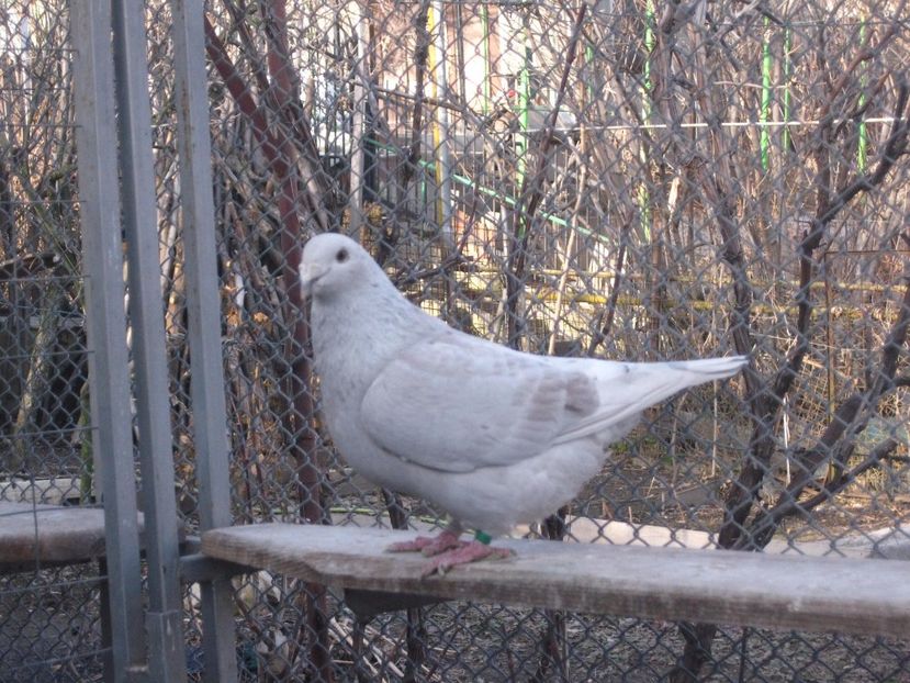  - VOIAJOR STANDARD FEMELE PENTRU 2018