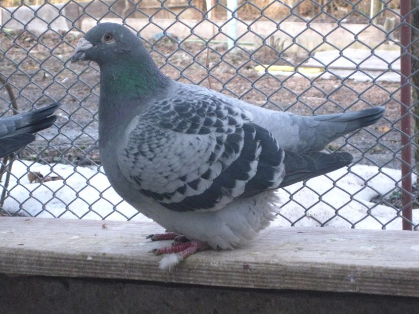 REZERVAT BVM - VOIAJORI STANDARD VINDUTI