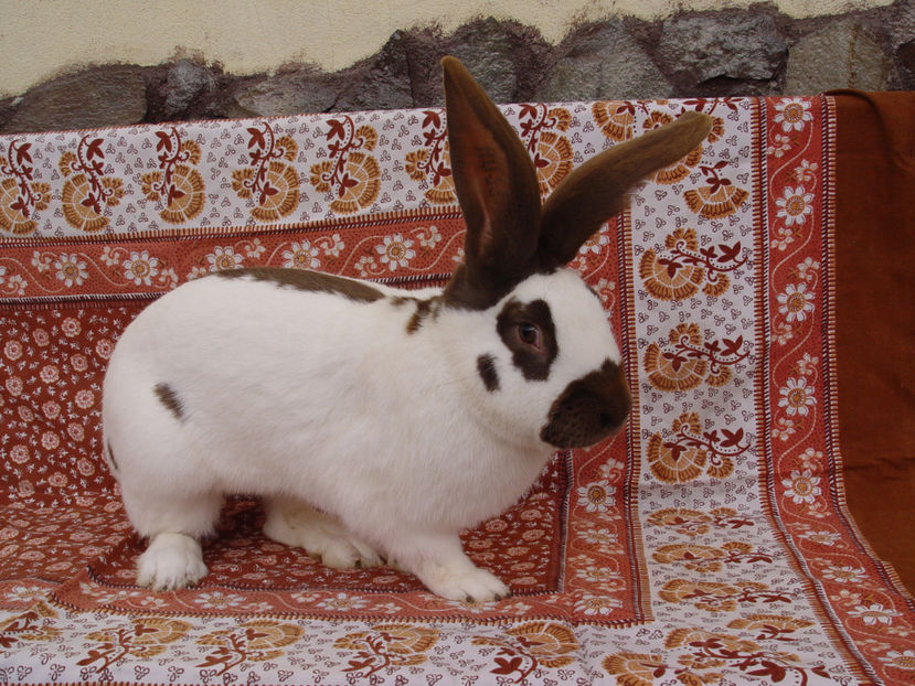  - Mascul Fluture Havana 1