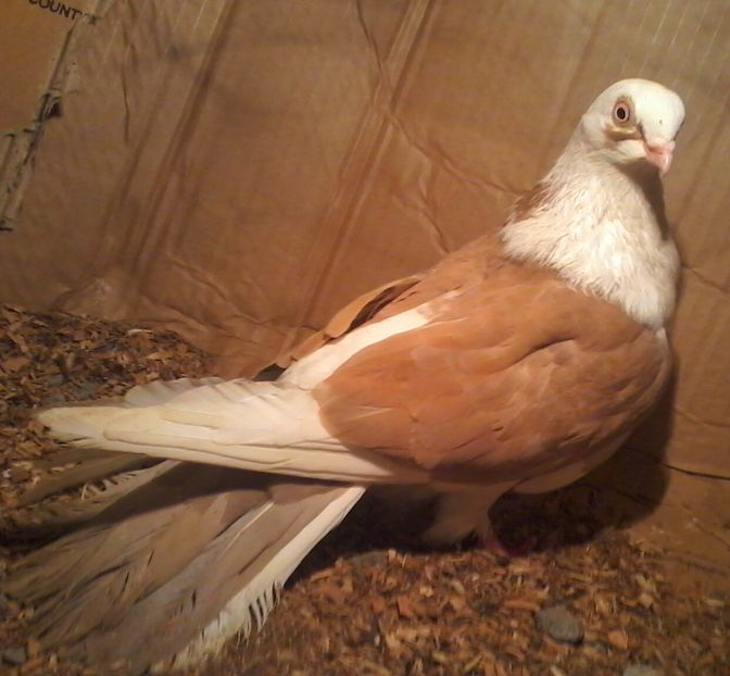 nezburata - galateni pe galben rosu moriscari