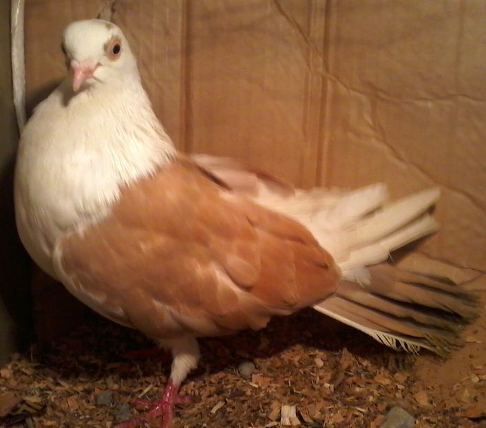  - galateni pe galben rosu moriscari