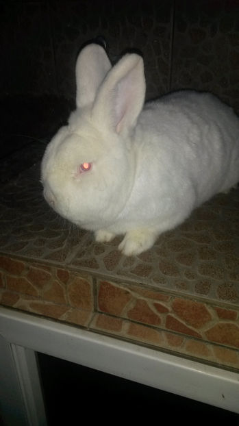 Mascul Neo 1 - 2017 Neo