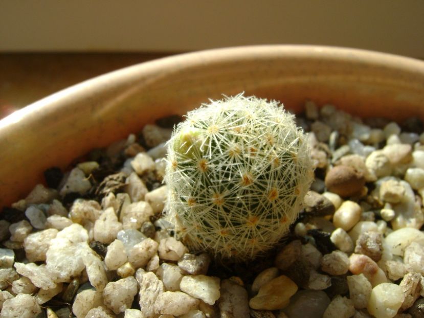 Mammillaria schiedeana ssp. giselae - Cactusi 2017