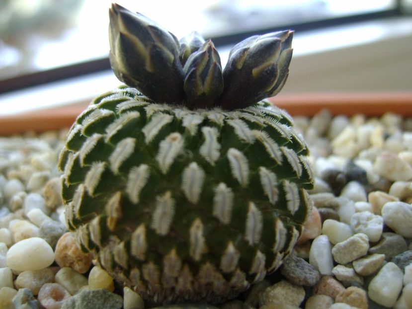 Turbinicarpus pseudopectinatus - Cactusi 2017