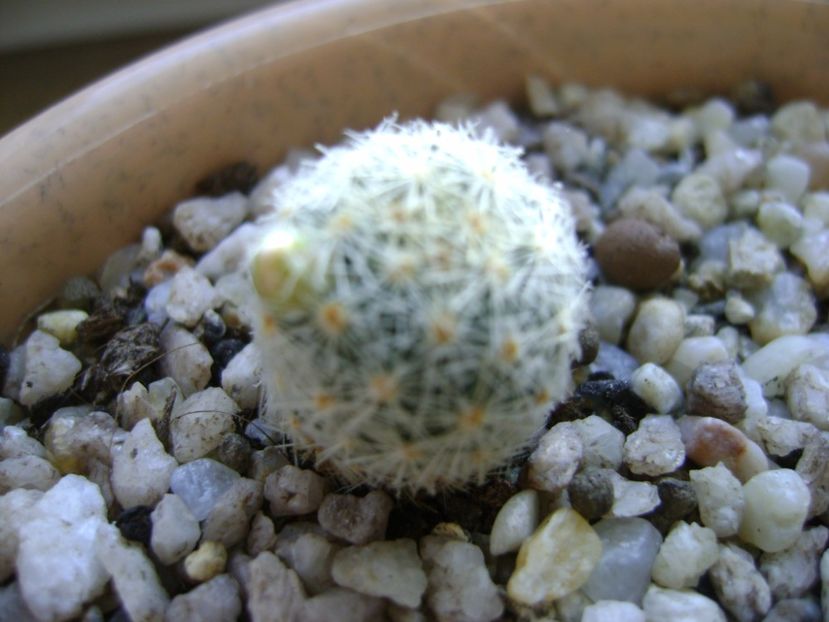 Mammillaria schiedeana ssp. giselae - Cactusi 2017