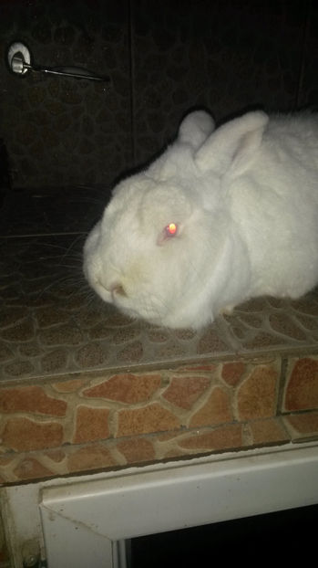 Femela Neo 1 - 2017 Neo