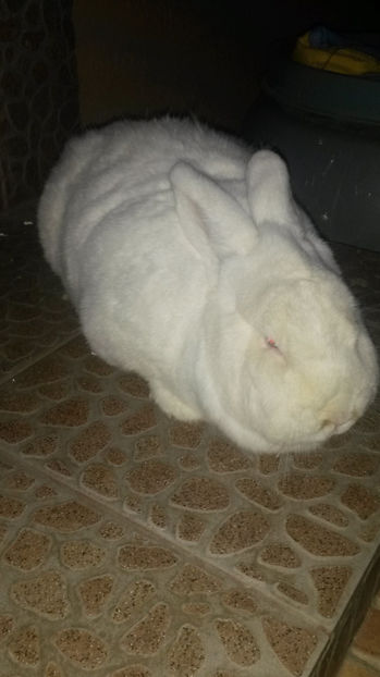 Femela Neo 1 - 2017 Neo