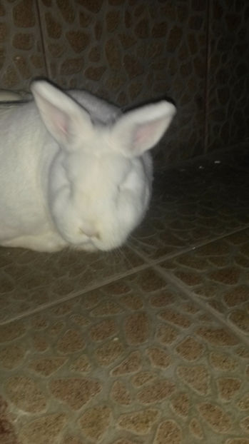 Femela Neo 2 - 2017 Neo