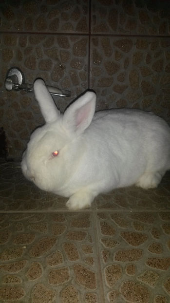 Femela Neo 2 - 2017 Neo