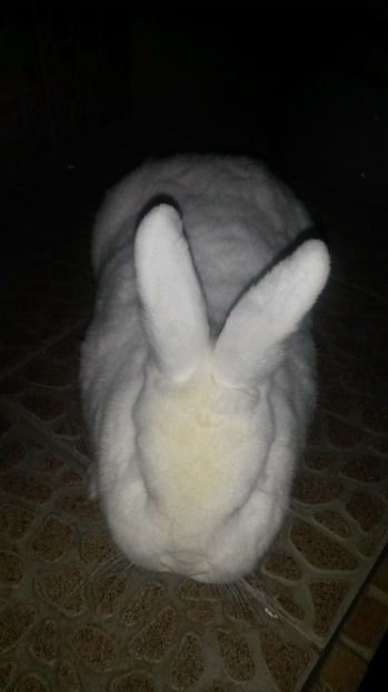 Femela Neo 3 - 2017 Neo