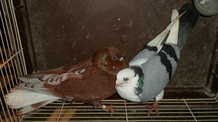 .. - cadouri de la prieteni