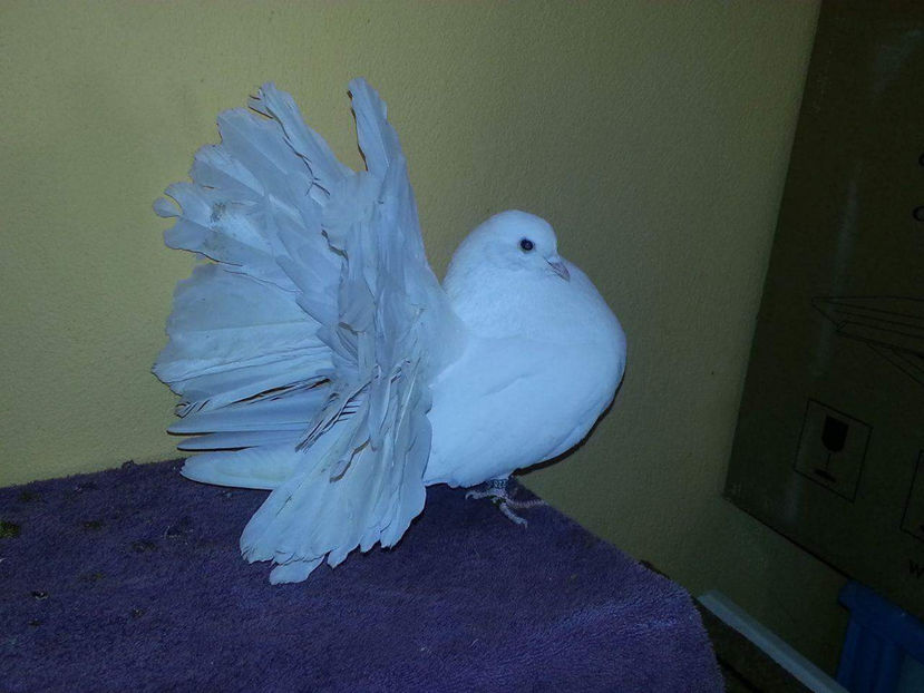 F.2015  50 LEI - Porumbei  vinduti