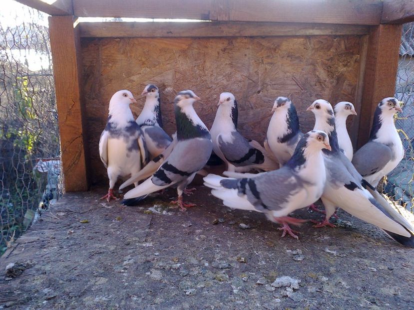 Fotografie0396 - 3de vanzare porumbei galateni jucatori cazatori