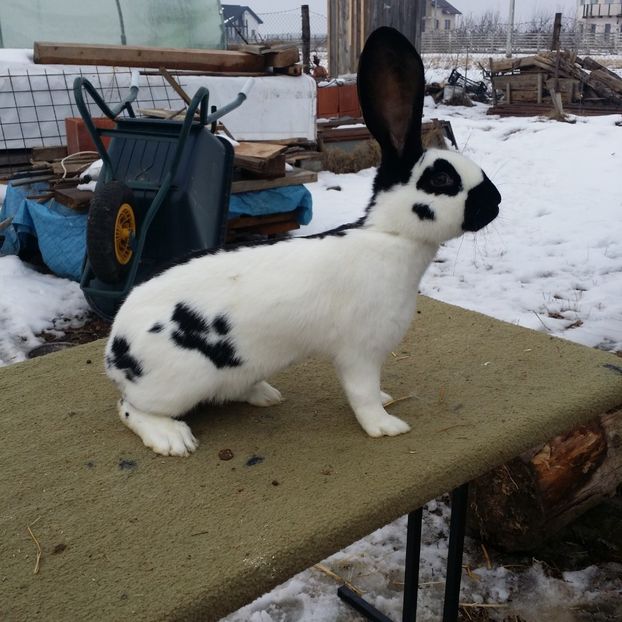 purtatoare Havana si albastru - FEMELA 3 PESTRIT NEGRU