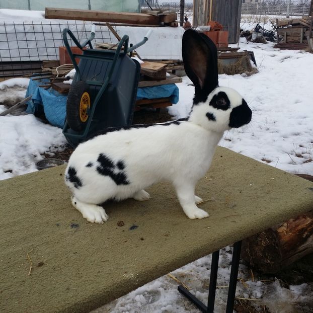  - FEMELA 3 PESTRIT NEGRU