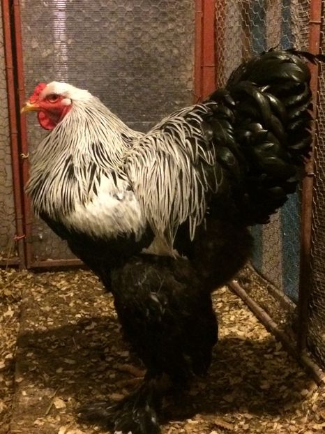  - 01 brahma herminat inchis 2017