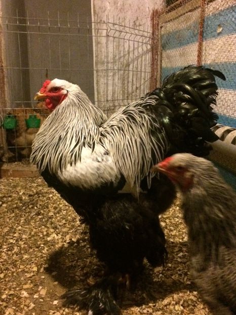  - 01 brahma herminat inchis 2017