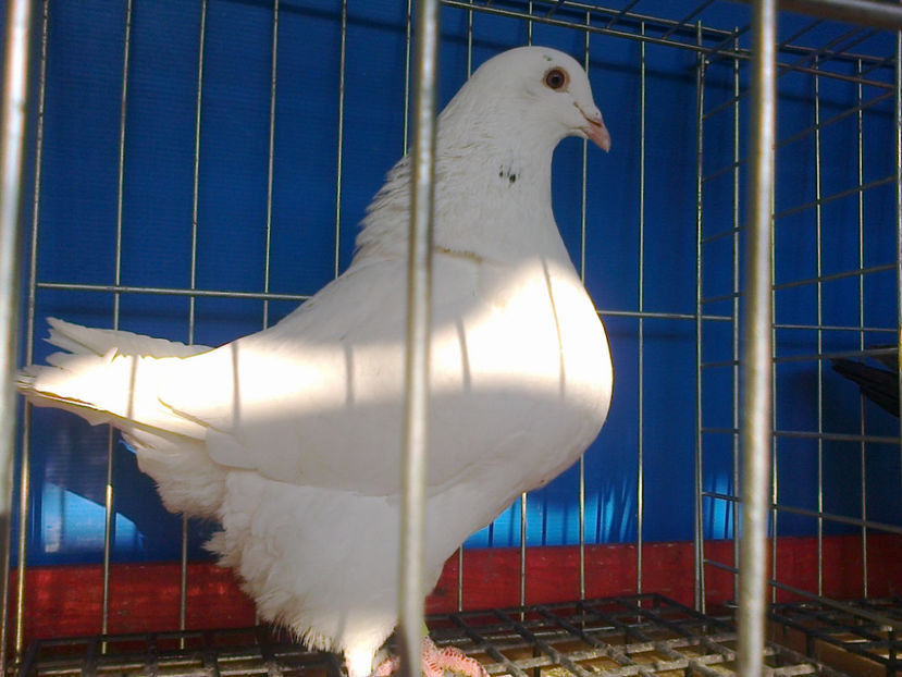 Fotografie11944 - A TEXANI PERECHI 2017