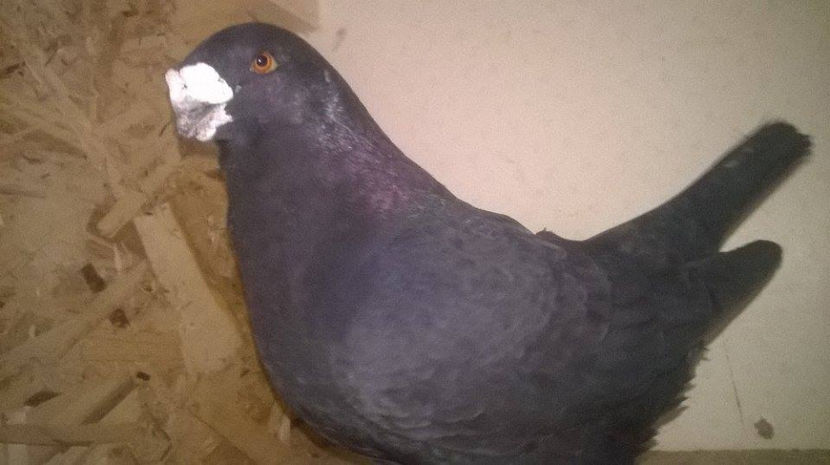  - AMERICANI GIANT HOMER 2017