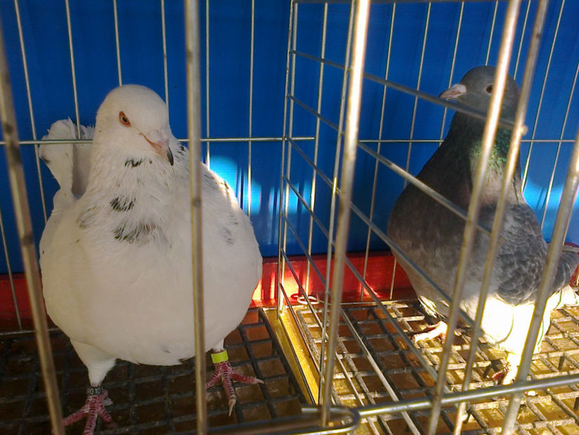 Fotografie11966 - A TEXANI PERECHI 2017