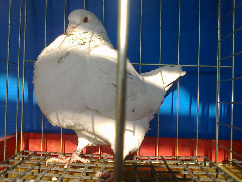 Fotografie11962 - A TEXANI PERECHI 2017