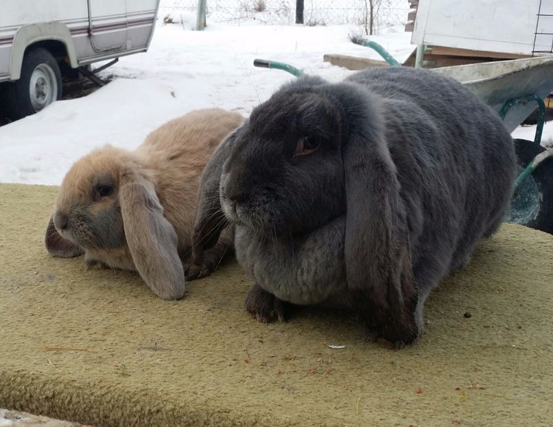 Mama și fiul - CUIB 07 DECEMBRIE 2016