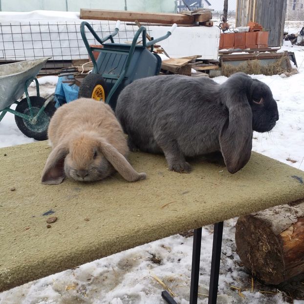  - CUIB 07 DECEMBRIE 2016