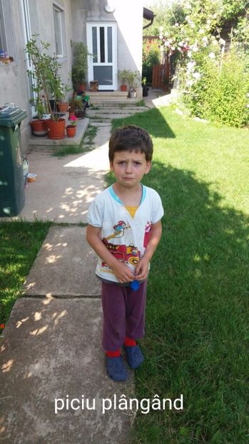  - Arbusti din gradina