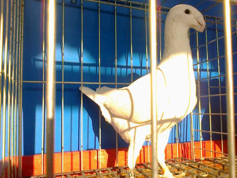 Fotografie12006 - GERMANI CATIVA DIN MATCA