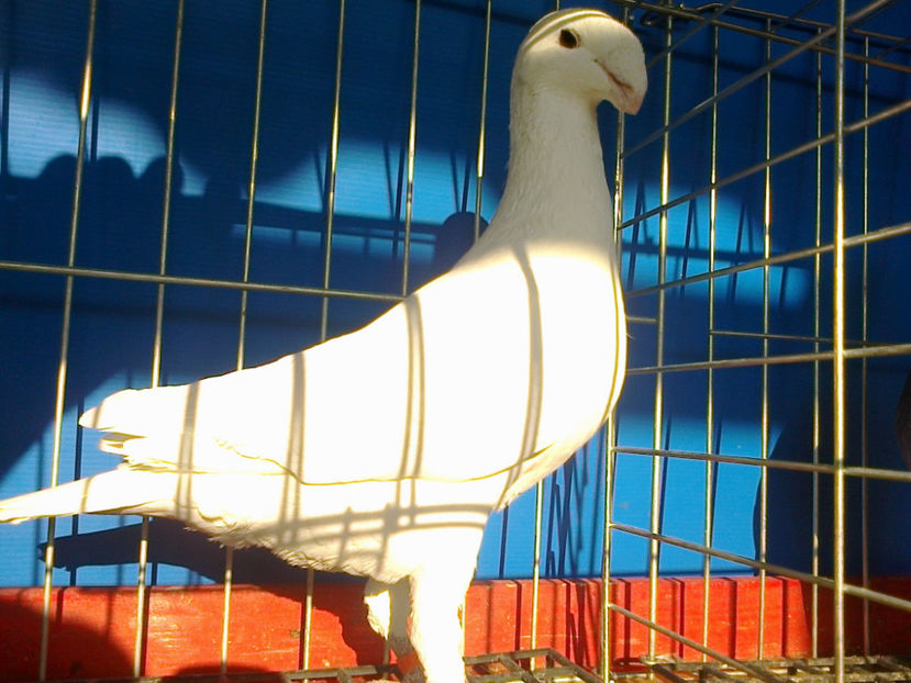 Fotografie12011 - GERMANI CATIVA DIN MATCA