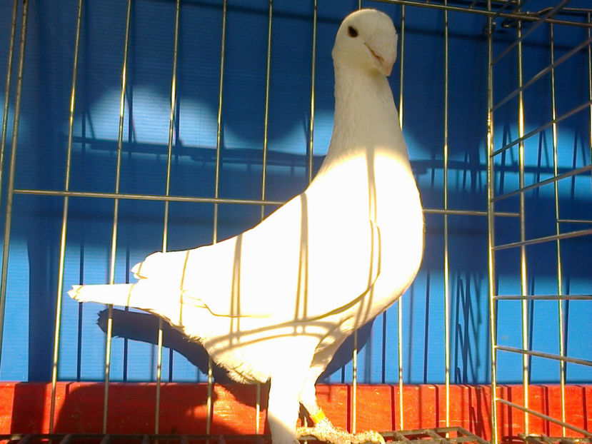 Fotografie12012 - GERMANI CATIVA DIN MATCA