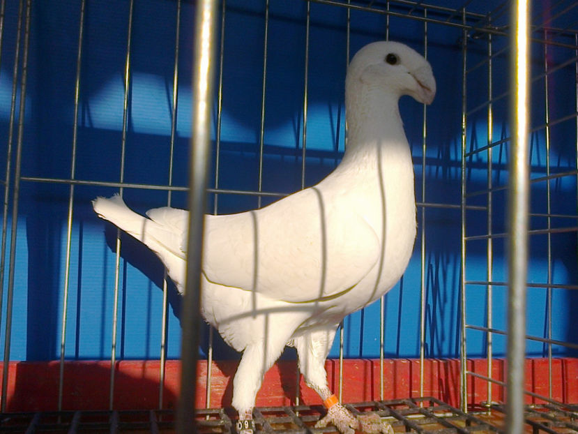 Fotografie12015 - GERMANI CATIVA DIN MATCA