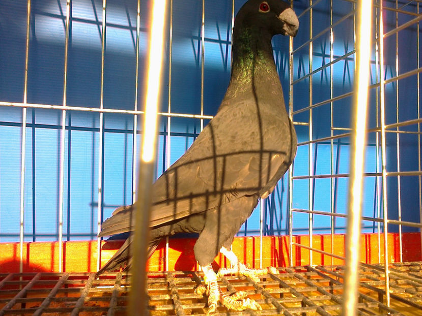 Fotografie12024 - GERMANI CATIVA DIN MATCA