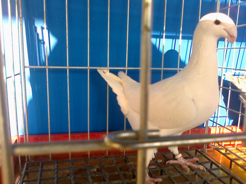 Fotografie12049 - GERMANI CATIVA DIN MATCA