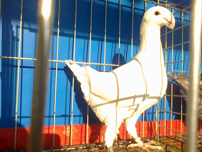 Fotografie12048 - GERMANI CATIVA DIN MATCA