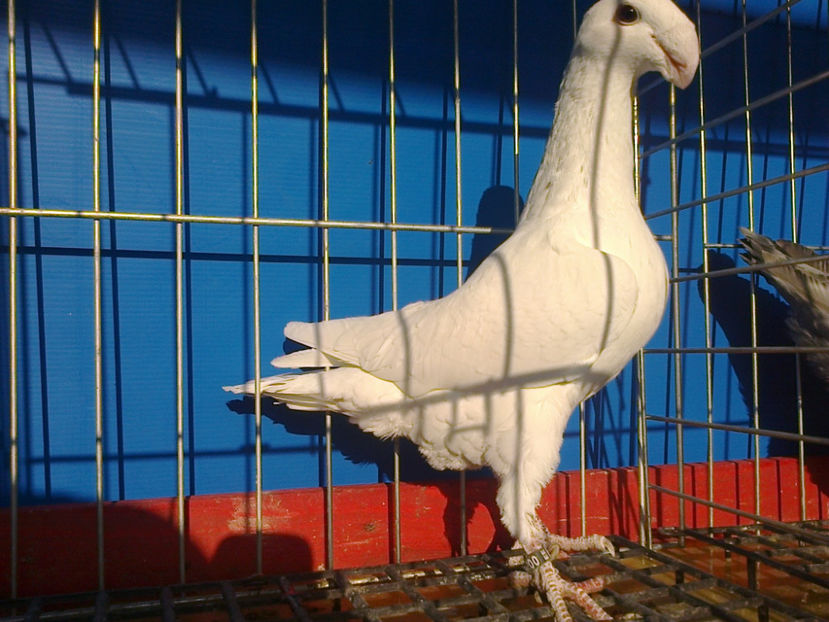 Fotografie12053 - GERMANI CATIVA DIN MATCA