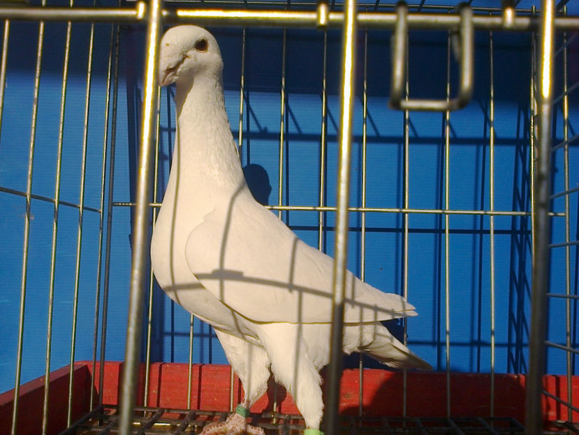 Fotografie12063 - GERMANI CATIVA DIN MATCA