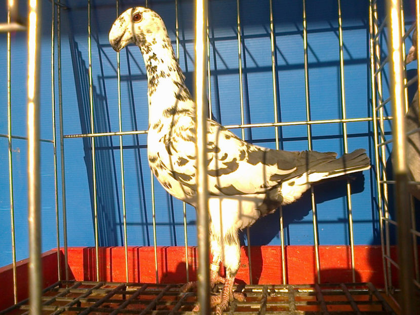 Fotografie12067 - GERMANI CATIVA DIN MATCA