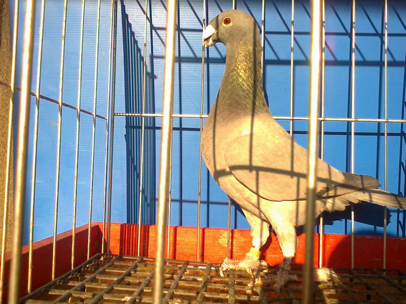 Fotografie12079 - GERMANI CATIVA DIN MATCA