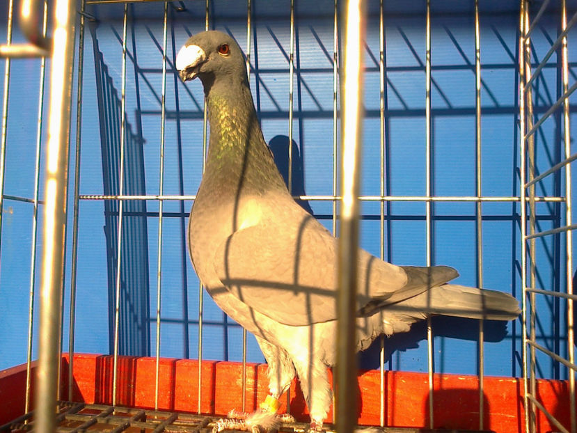 Fotografie12078 - GERMANI CATIVA DIN MATCA