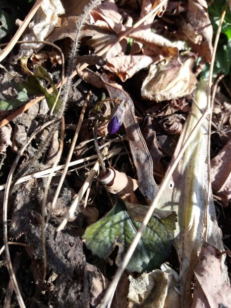  - Satul Hotaru Satul bunicilor